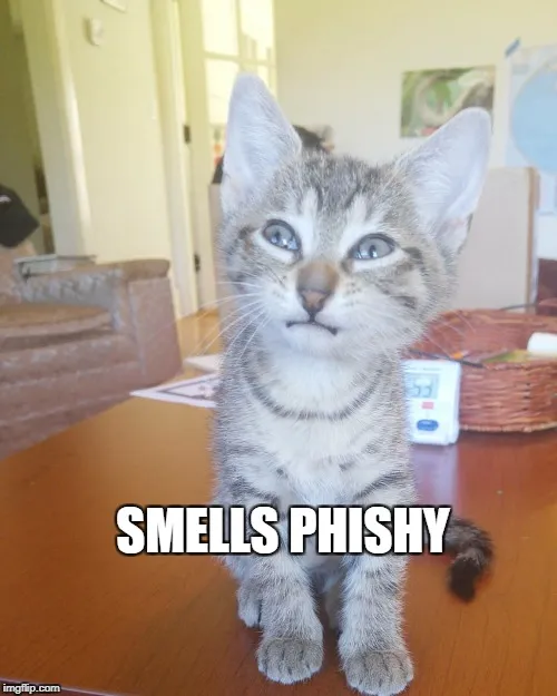 A kitten with a confused look on their face